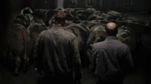 Bullhead pelicula 300x168